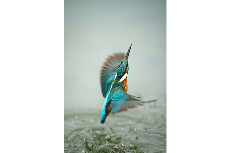 Sony FE 70-200mm f/2.8 GM OSS II