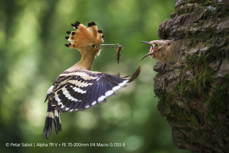 Sony FE 70-200mm G f/4 OSS II