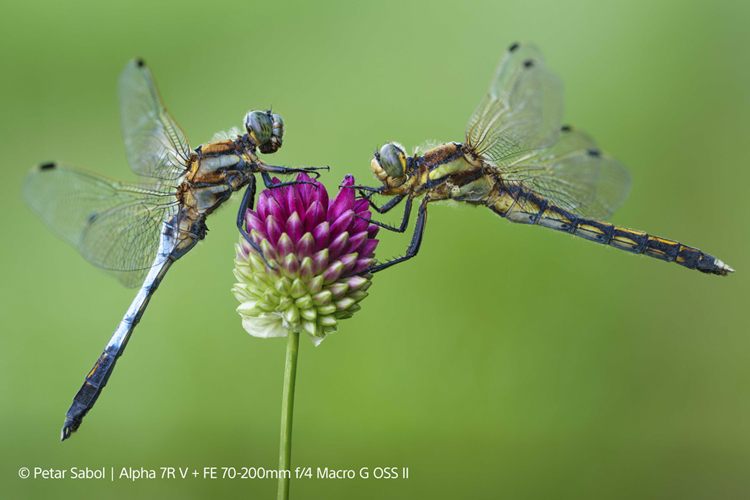 Sony FE 70-200mm G f/4 OSS II