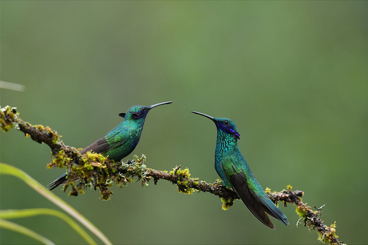 Sony FE 400-800mm f/6.3-8 G OSS