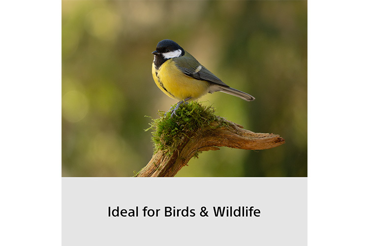Sony A6700 Wildlife Bundle + 70-350mm