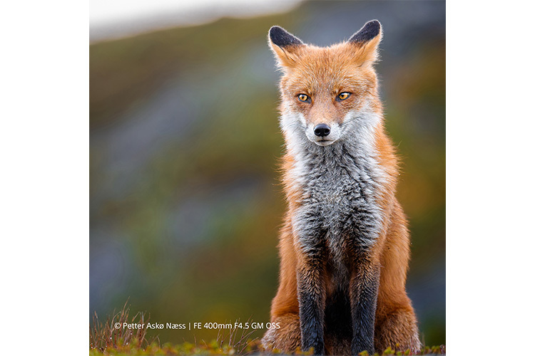 Sony FE 400mm f/4.5 GM OSS