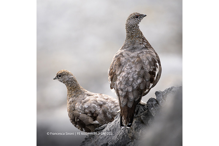 Sony FE 600mm f/6.3 GM OSS