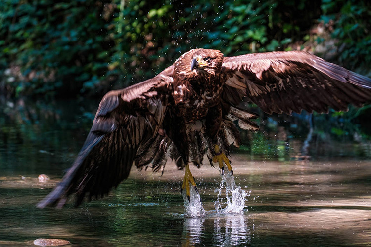 Tamron 150-500mm f/5-6.7 Di III VC VXD for Fujifilm X