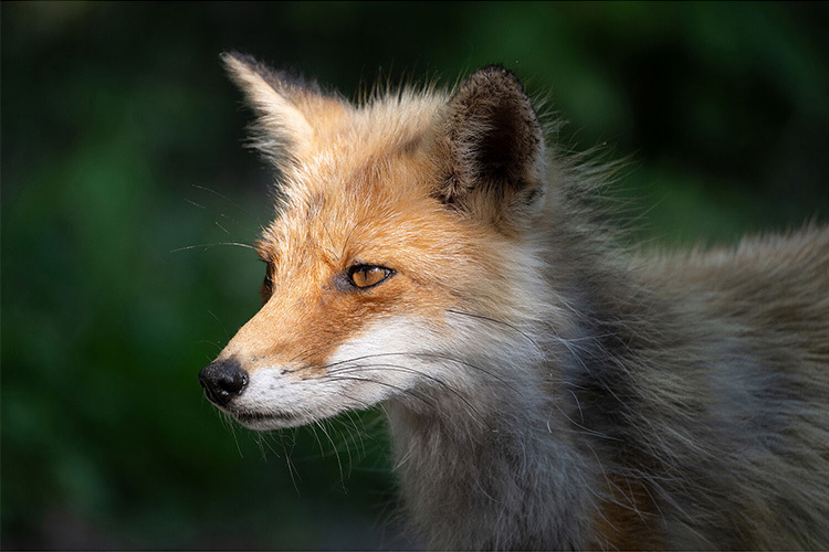 Tamron 50-400mm f/4.5-6.3 Di III VC VXD for Nikon Z