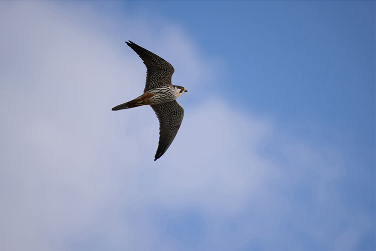 Tamron 50-400mm f/4.5-6.3 Di III VC VXD for Nikon Z