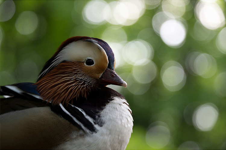 Tamron 50-400mm f/4.5-6.3 Di III VC VXD for Nikon Z