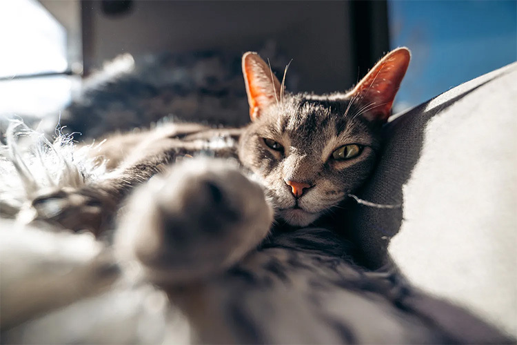 Tamron 16-30mm F/2.8 Di III VXD G2 for Sony E