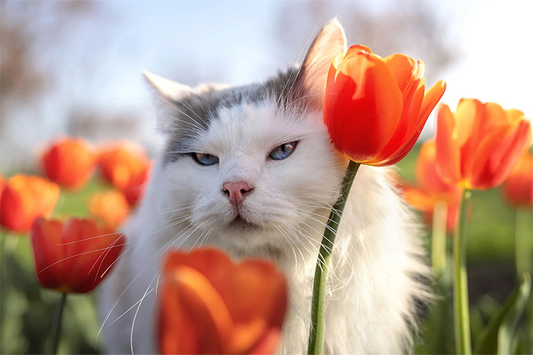 Viltrox AF 35mm f/1.2 LAB FE for Sony E