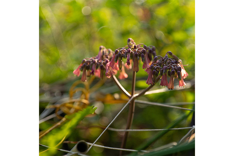 Viltrox AF 50mm f/2.0 Air for Nikon Z