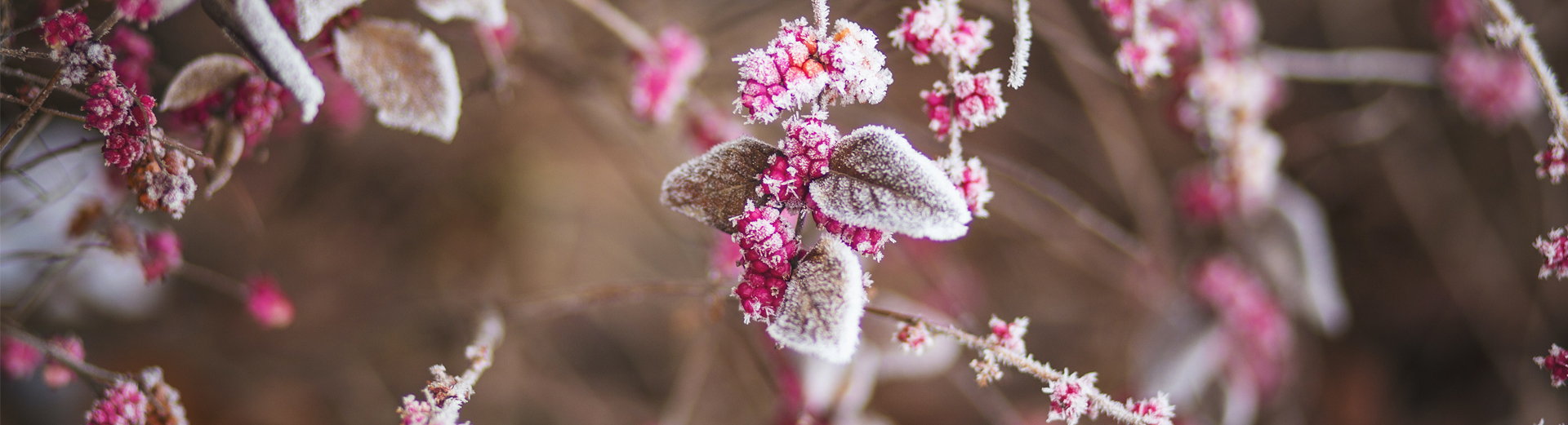 Frostdekte rosa bær og blader med en vinterlig bakgrunn