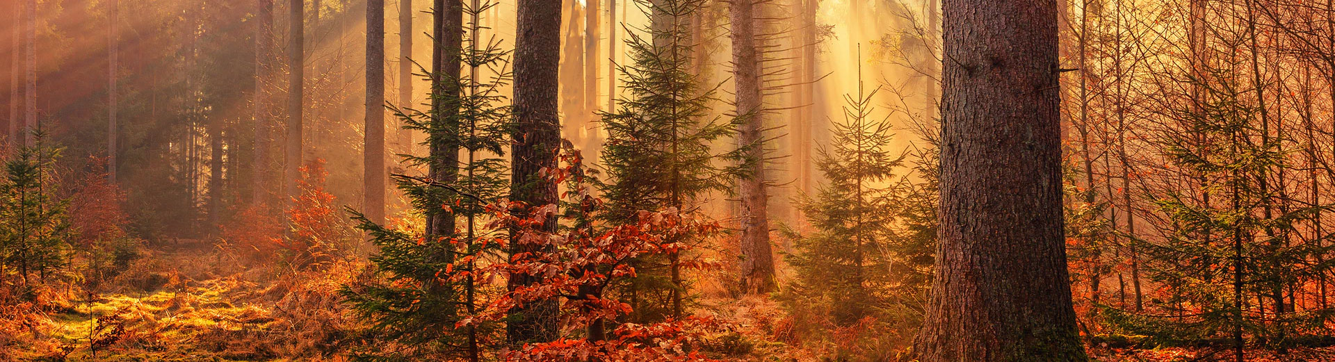 Solnedgang som skinner gjennom trærne i en høstskog med varme, gyldne farger