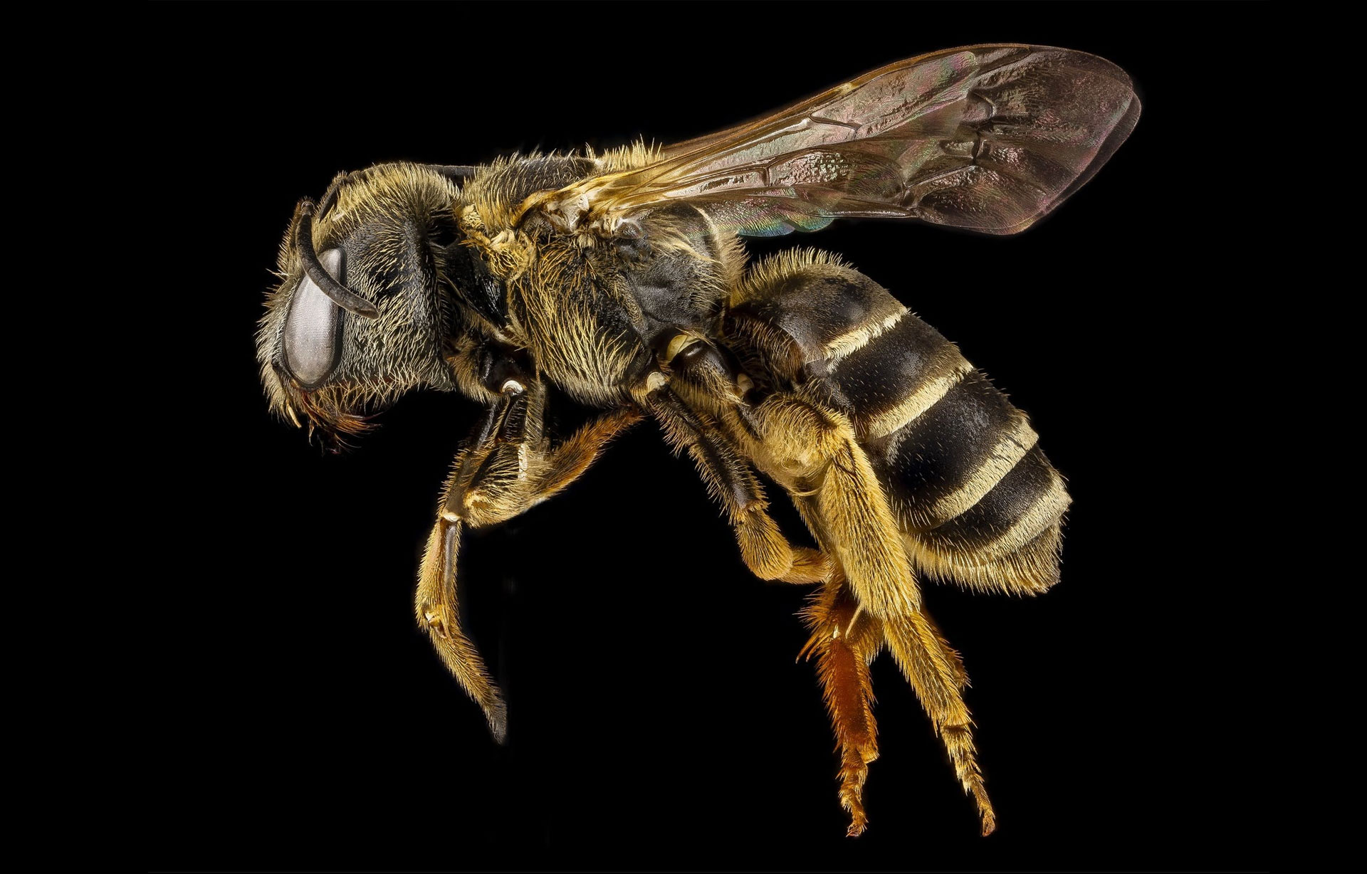 Nærbilde av en bie med detaljerte vinger, pels og striper på en svart bakgrunn