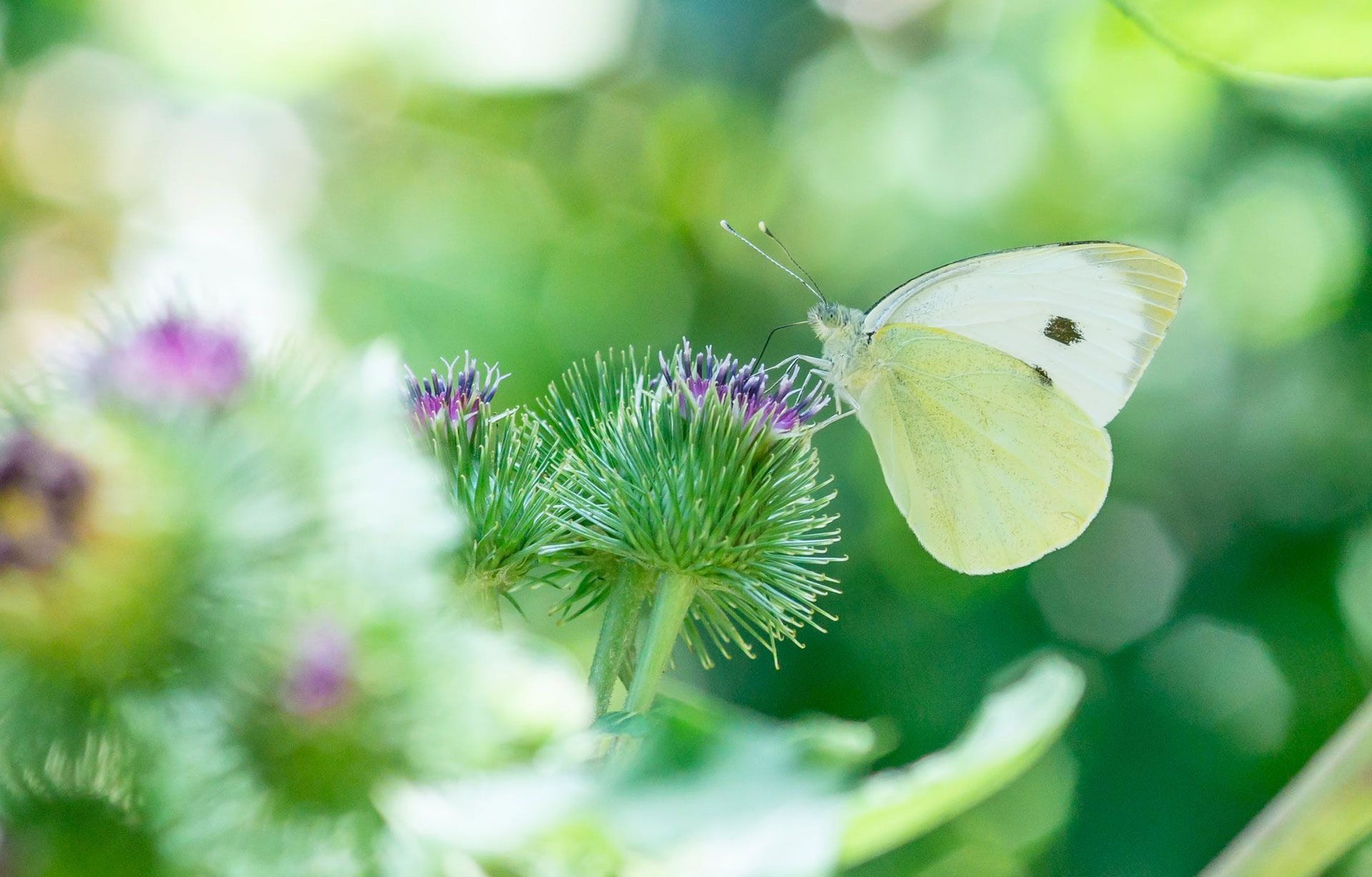 Hvit sommerfugl sitter på lilla tistelblomst i solfylt grønt miljø