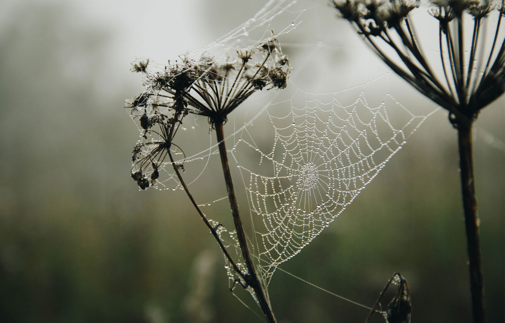 Edderkoppnett med duggdråper som glitrer på visne blomster i en disig bakgrunn