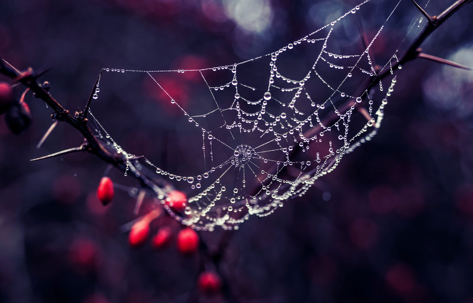 Et spindelvev med dråper av dugg, hengt mellom tornekvister med rød bær i bakgrunnen
