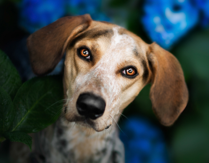 Brune hundeører omgitt av grønne blader og blå blomster i bakgrunnen