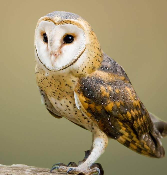 En ugle med hvitt ansikt, store mørke øyne og brun-mønstrede fjær sitter på en grein