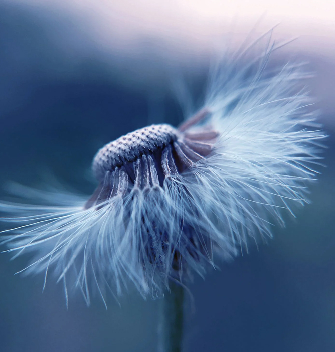 Nærbilde av en løvetannfrøball med delikate hvite frø som strekker seg utover mot en dus blå bakgrunn