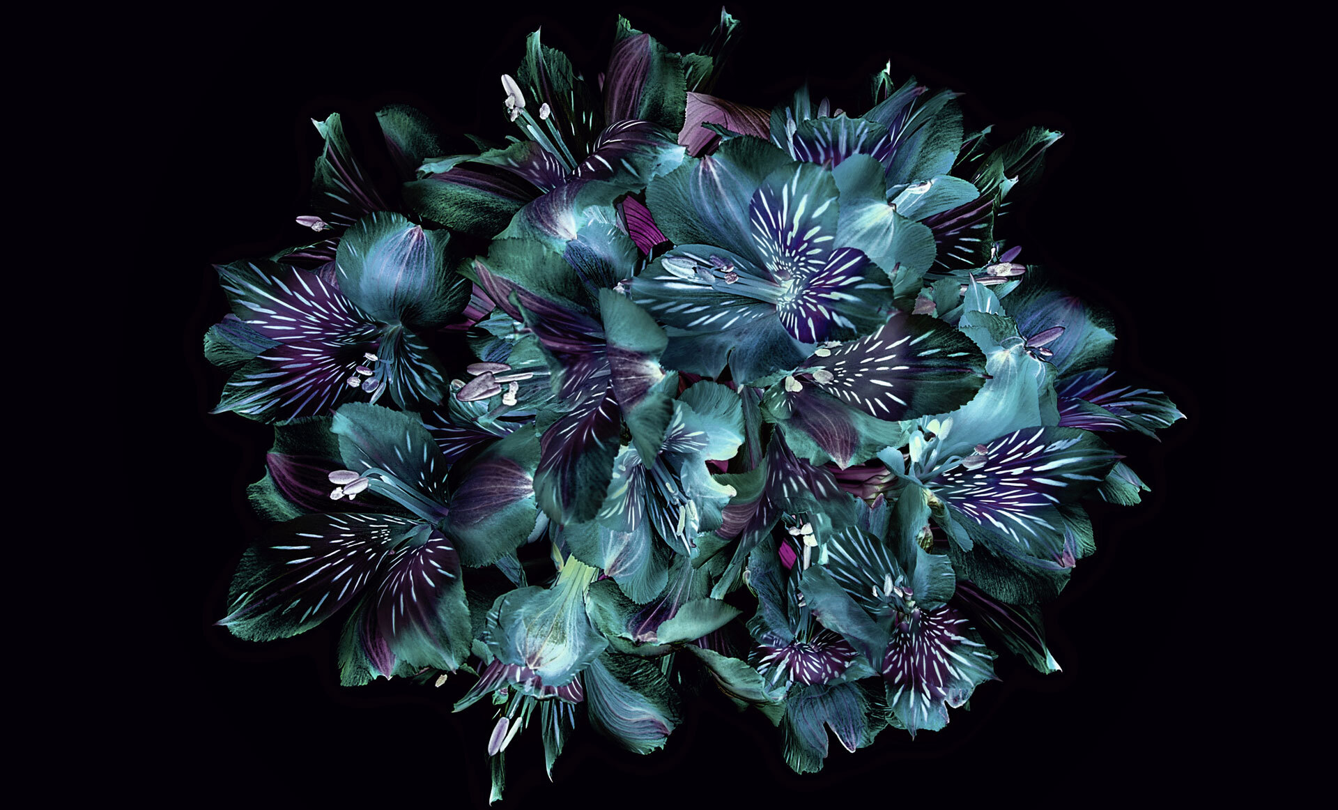 Blålige og grønne alstroemeria-blomster i et tett arrangement mot svart bakgrunn Blålige og grønne alstroemeria-blomster i et tett arrangement mot svart bakgrunn