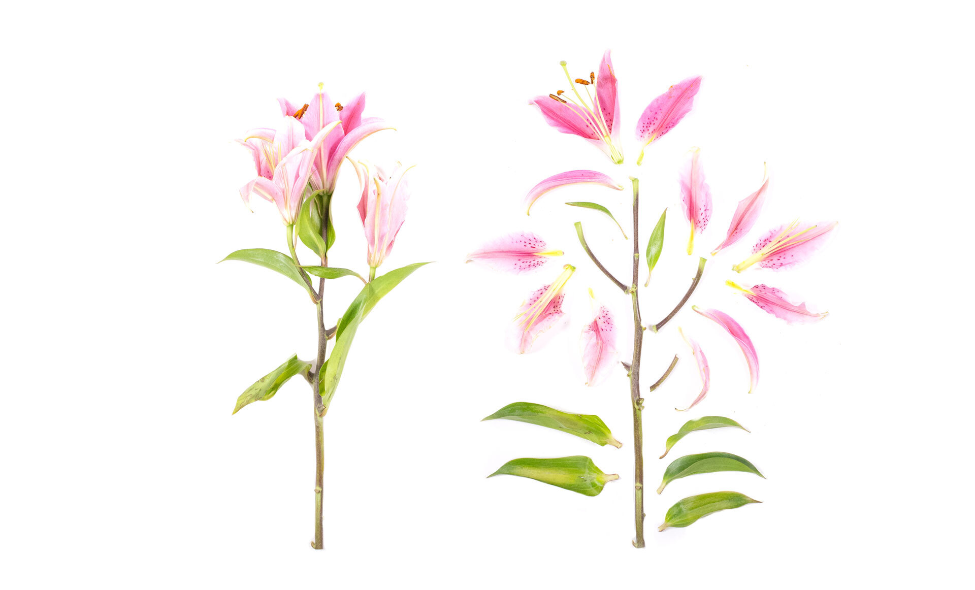 To rosa liljeblomster med grønne stilker og blader, en intakt og en demontert To rosa liljeblomster med grønne stilker og blader, en intakt og en demontert