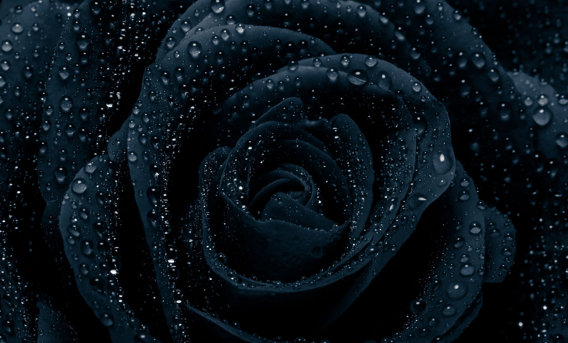 Svart rose dekket av små vanndråper som glitrer i lyset Svart rose dekket av små vanndråper som glitrer i lyset
