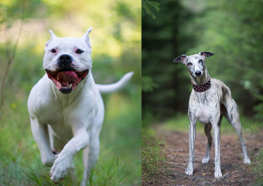Hvitt smilende hund med oppreiste ører løper gjennom gress. Elegant gråspraglet hund med brun halsbånd står på skogsti