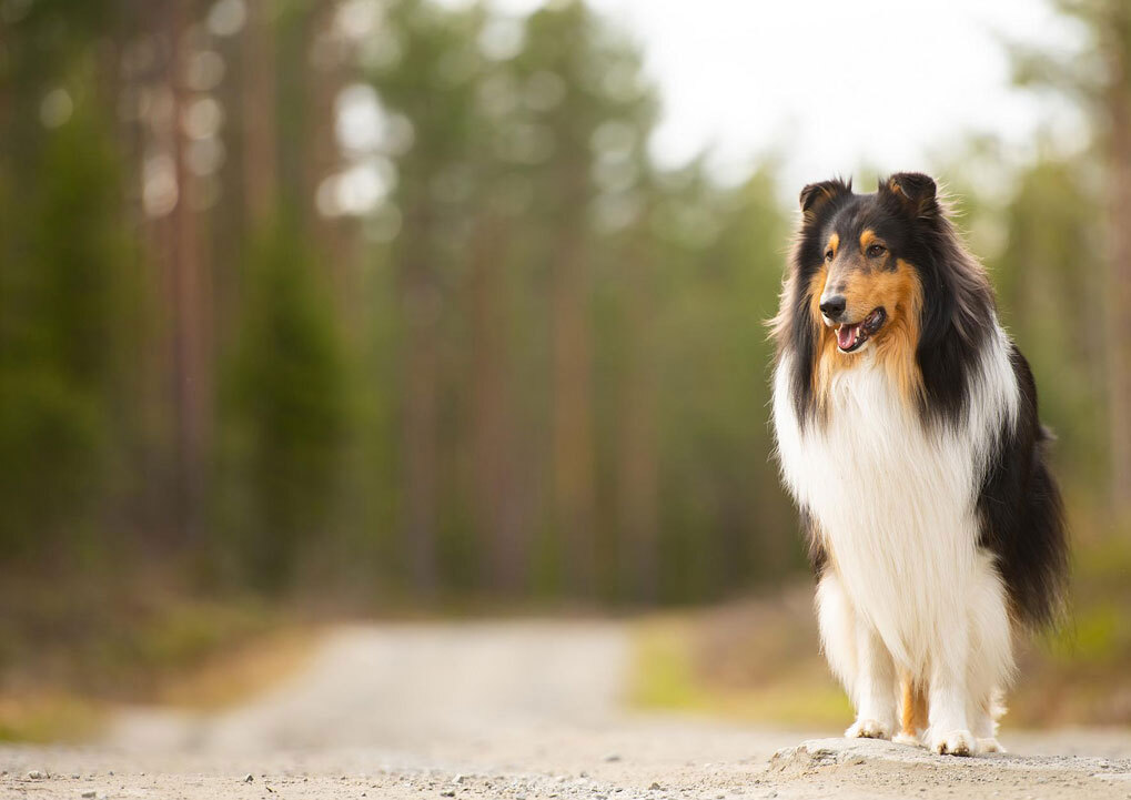 Langhåret collie som sitter rolig på en grusvei i skogen, omgitt av grønne trær