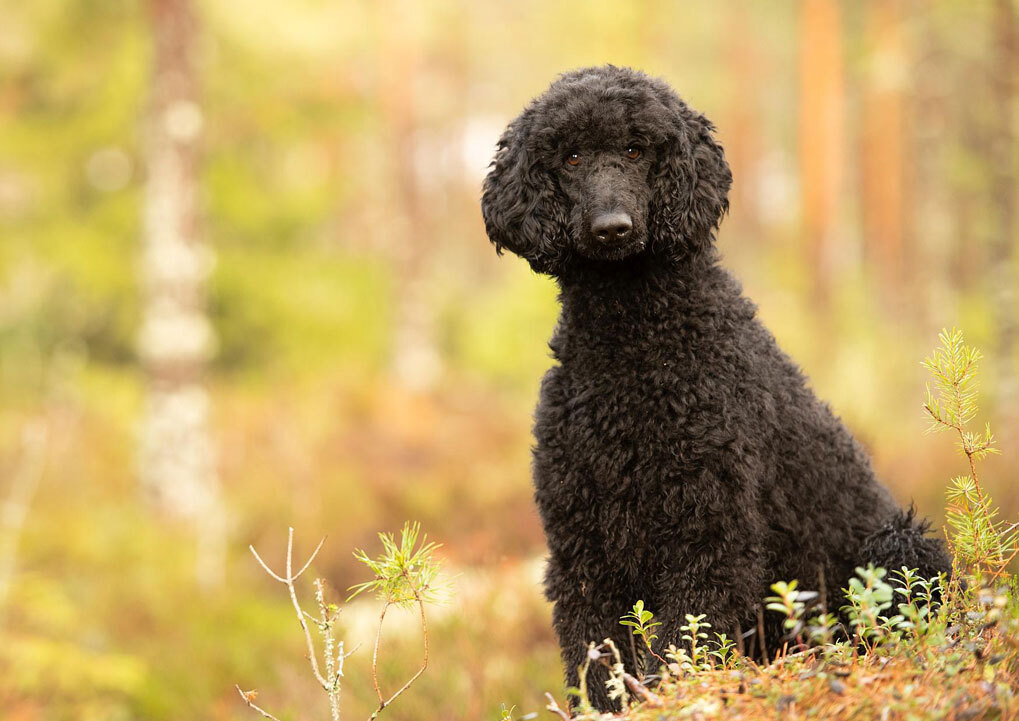 Svart mellomstor puddel sitter i en solrik skog med grønn og gyllen bakgrunn