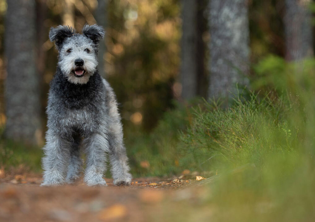 En liten grå hund står på en skogssti omgitt av høstblader og grønn vegetasjon