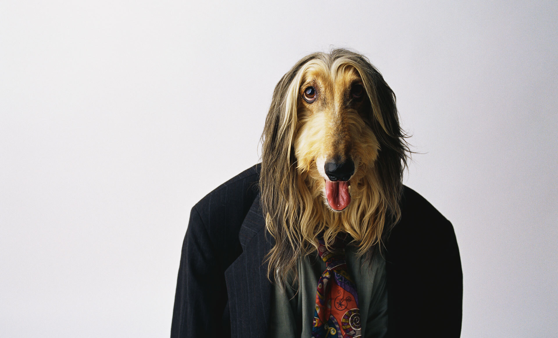 En hund med langt, lyst pels og slips, iført en mørk dressjakke