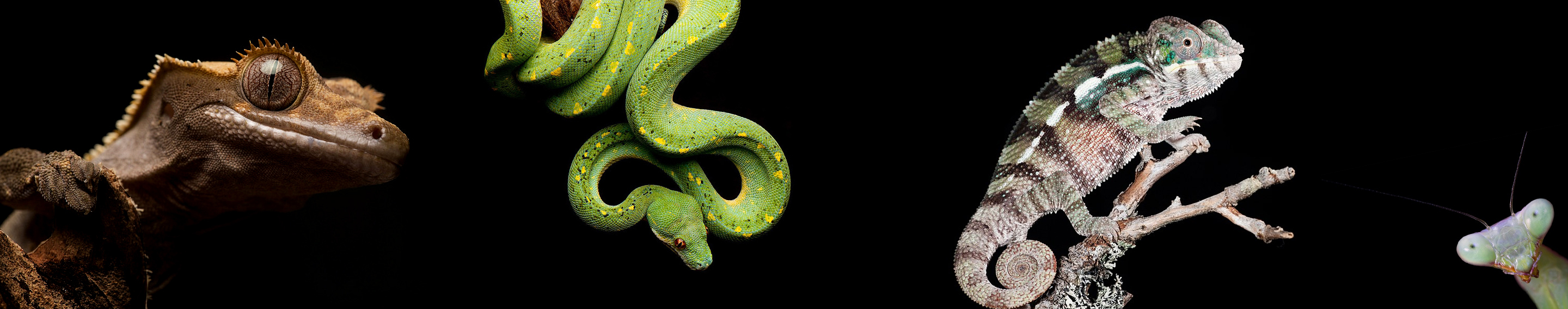 En brungul gecko, en grønn slange med gule prikker, en kamelon og en kneler på svart bakgrunn