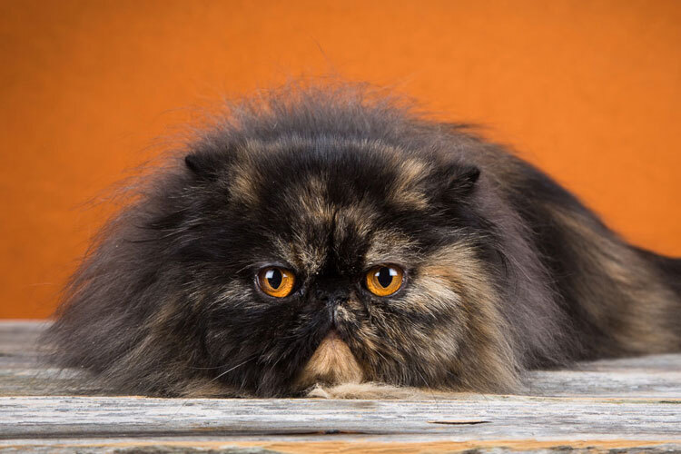 En persisk katt med mørk, fluffy pels og store, oransje øyne ligger avslappet på et trebord mot en varm, oransje bakgrunn En persisk katt med mørk, fluffy pels og store, oransje øyne ligger avslappet på et trebord mot en varm, oransje bakgrunn