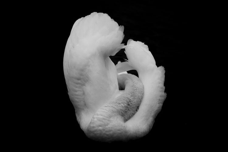 En svane i sort-hvitt, med elegant bøyd nakke og fluffy hvite fjær, sett mot en mørk bakgrunn En svane i sort-hvitt, med elegant bøyd nakke og fluffy hvite fjær, sett mot en mørk bakgrunn