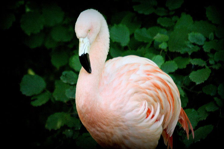 En rosa flamingo står foran mørke grønne blader En rosa flamingo står foran mørke grønne blader