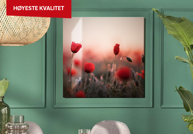 Røde valmueblomster i soloppgang på et akrylglassbilde mot en grønn vegg