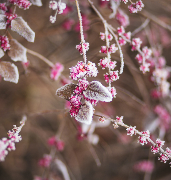 Frostdekte rosa blomster og brunlige blader på grener, med uskarp bakgrunn Frostdekte rosa blomster og brunlige blader på grener, med uskarp bakgrunn