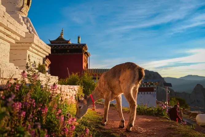 En bukk beiter på gress og blomster nær tradisjonelle tibetanske bygninger under en klar blå himmel