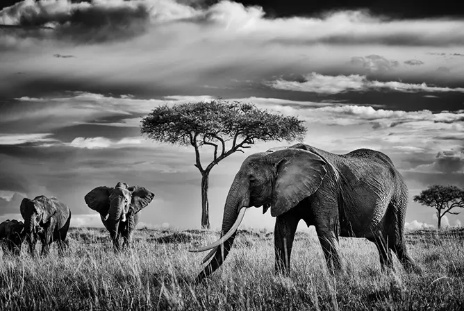 En flokk elefanter går gjennom høyt gress med et enslig akasietre i bakgrunnen under en dramatisk himmel