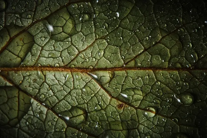 Nærbilde av et grønt blad med regndråper og markerte årer