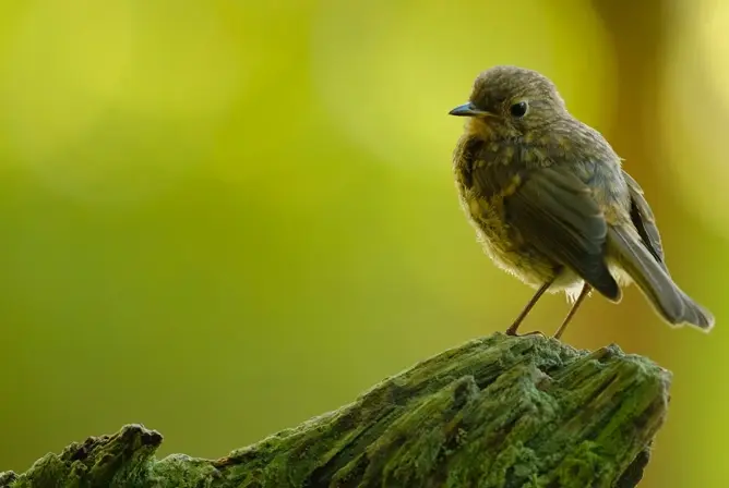 En liten brun fugl sitter på en grønn mosekledd grein med en uskarp grønn bakgrunn