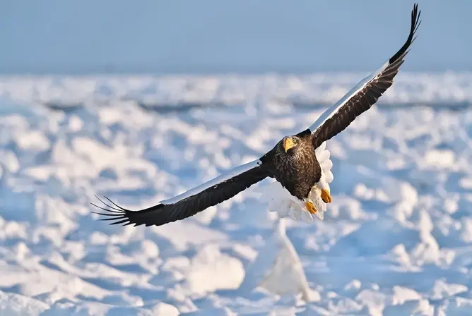 En majestetisk havørn svever over et isdekket landskap, med vingene bredt utspente og et skarpt blikk fremover