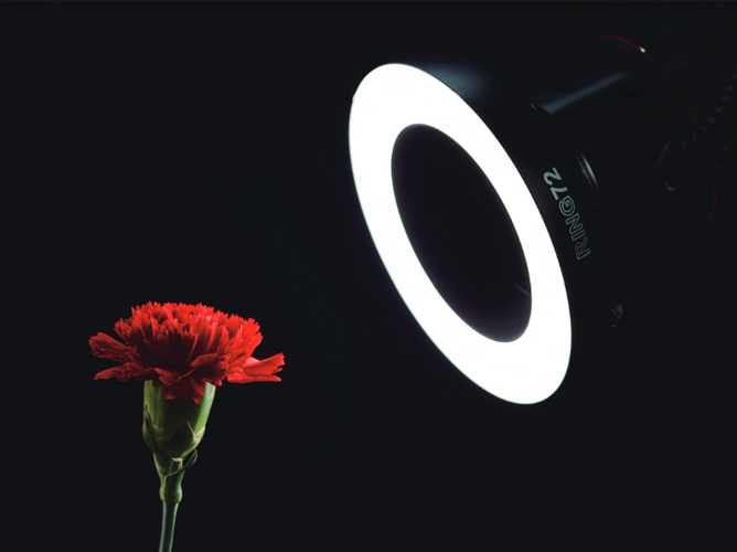 Rød nellik belyst av en lyssterk ringlampe mot mørk bakgrunn