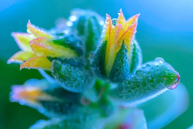 Gul og grønn blomst med vannråper i nærbilde