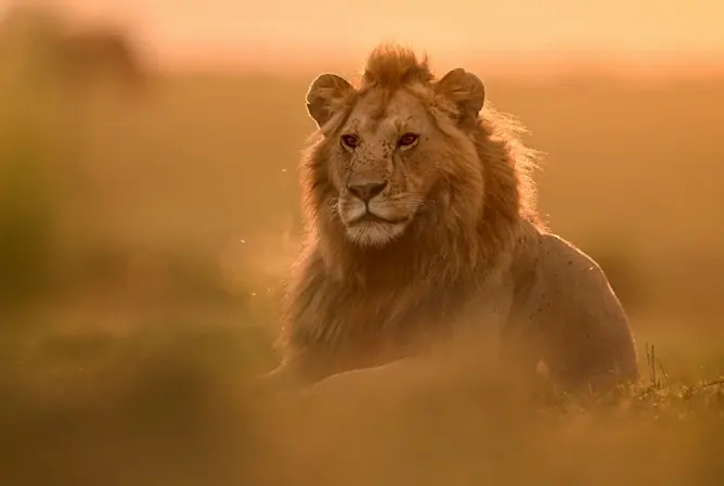 En løve slapper av i et gyllent solnedgangslys på en savanne