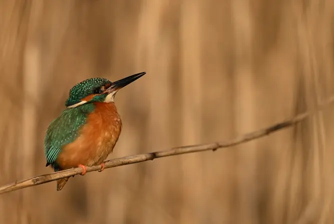 Isfugl med grønn og oransje fjærdrakt sitter på en tynn grein med en diffus bakgrunn i bruntoner