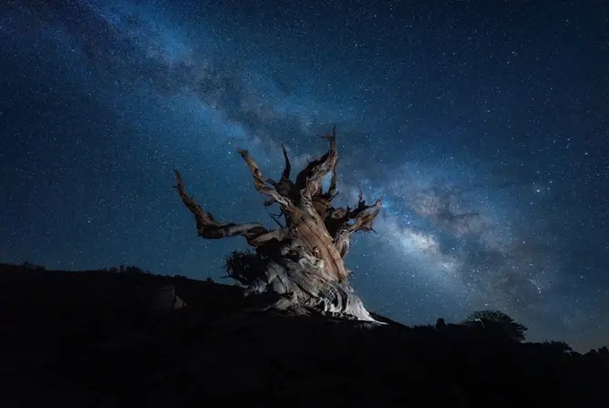 Ett gammelt, vridd tre opplyst under en klar natt med stjernehimmel og melkeveien i bakgrunnen