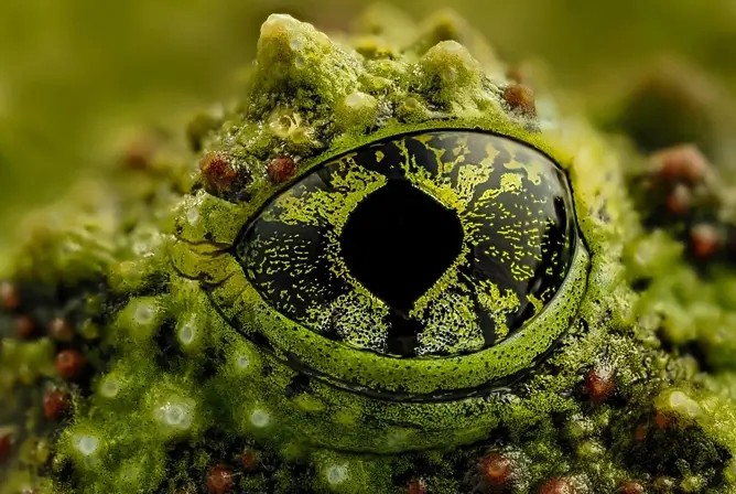 Et grønt, ruglete froskeøye med detaljerte gule og svarte mønstre Et grønt, ruglete froskeøye med detaljerte gule og svarte mønstre