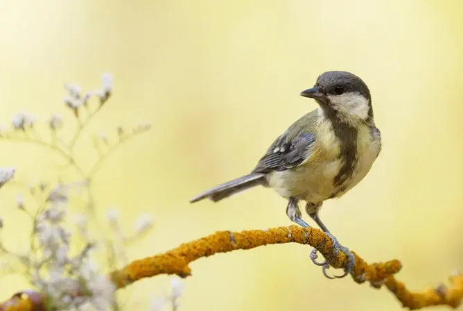 En kjøttmeis sitter på en gul lavdekket gren med en uskarp gul bakgrunn En kjøttmeis sitter på en gul lavdekket gren med en uskarp gul bakgrunn