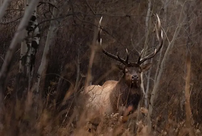 En stor hjort med imponerende gevir står mellom høye trær i en tåkete skog. En stor hjort med imponerende gevir står mellom høye trær i en tåkete skog.
